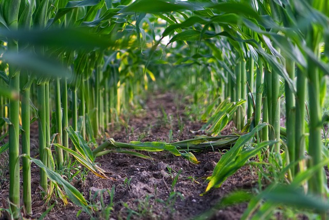 Walka z chwastami w pszenicy: skuteczne metody ochrony upraw